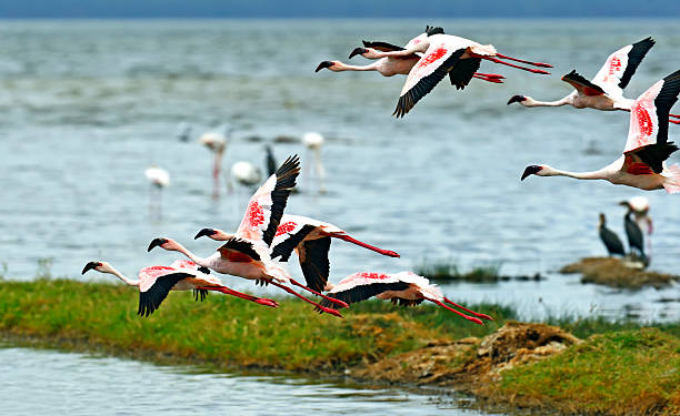 Bogoria National Reserve