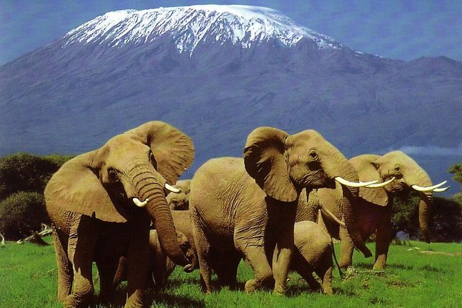 3 DAYS TSAVO EAST – AMBOSELI SAFARI