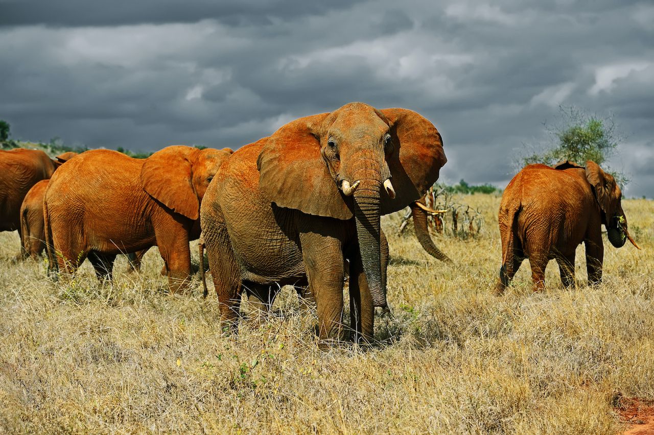 1 DAY AMBOSELI NATIONAL PARK SAFARI