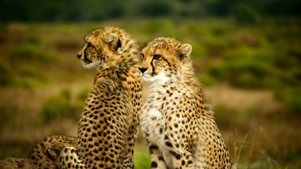 3 DAYS TSAVO EAST AND AMBOSELI (KILIMANJARO SAFARIS)