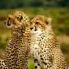 3 DAYS TSAVO EAST AND AMBOSELI (KILIMANJARO SAFARIS)