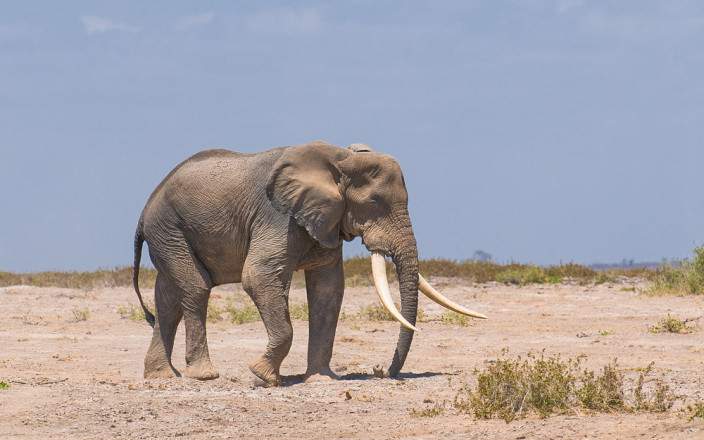 2 DAYS AMBOSELI SAFARI