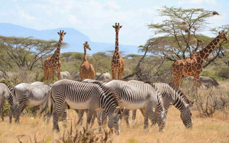 4 DAYS NAIROBI, MOUNT KENYA AND SAMBURU GAME RESERVE SAFARI