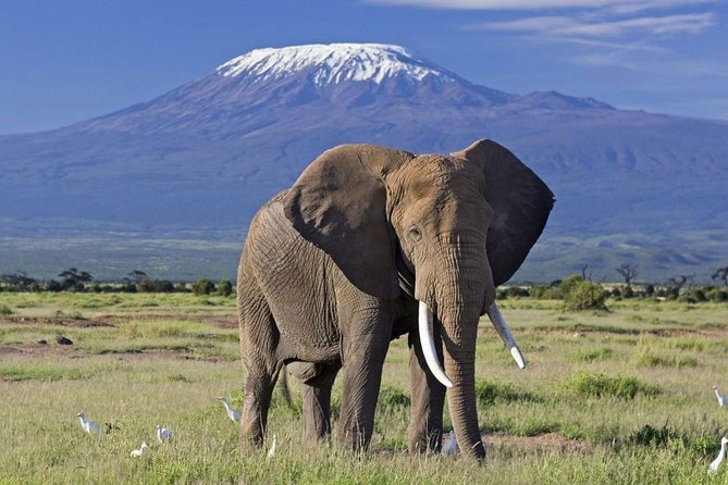 3 DAYS TSAVO WEST & AMBOSELI NATIONAL PARKS SAFARI