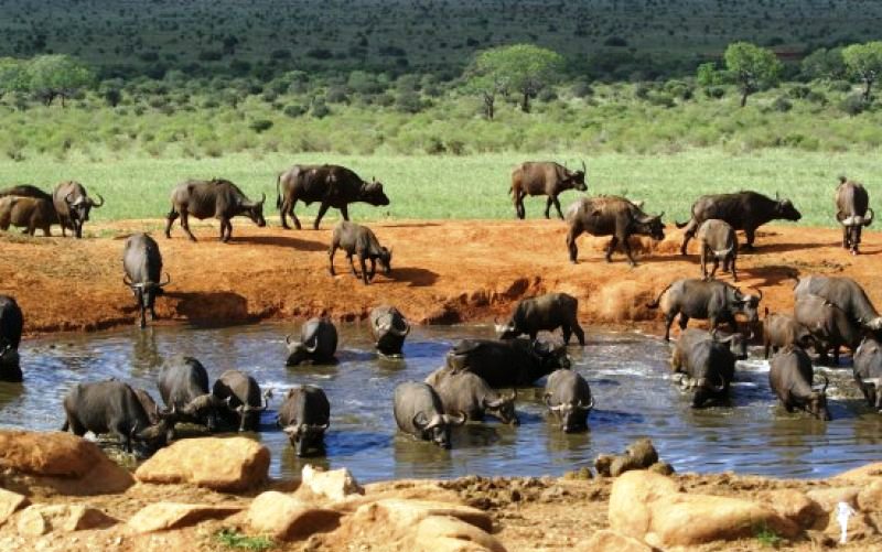 4 DAYS NAIROBI AMBOSELI TSAVO WEST AND TSAVO EAST