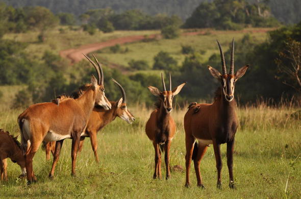 1 and 1/2 DAY SHIMBA HILLS SAFARI