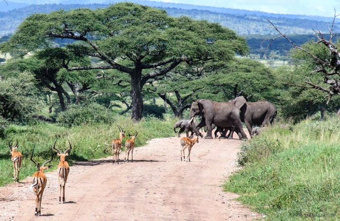 5 DAY TARANGIRE, NGORONGORO – SERENGETI (MID-RANGE) SAFARI