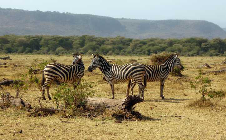 5 DAYS LAKE MANYARA,  NGORONGORO, SERENGETI SAFARI